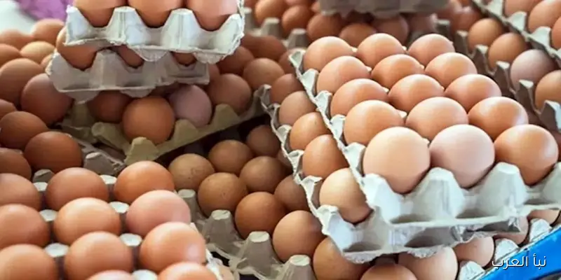 أسعار البيض المتاحة اليوم الخميس في الأسواق (موقع رسمي)