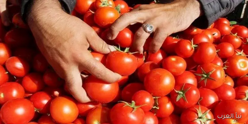 أسعار الخضروات والفاكهة في سوق العبور: 6.5 جنيه لكيلو الطماطم