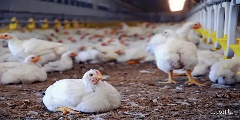 تحديث هام: انخفاض أسعار الدواجن اليوم في الأسواق الرسمية