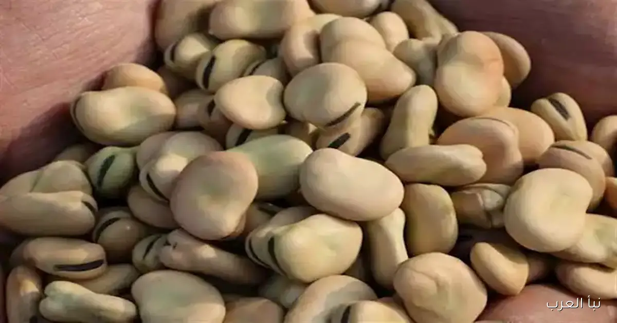 تراجع ملحوظ في أسعار اللحوم والفول والزيت بالأسواق اليوم الاثنين (موقع رسمي)