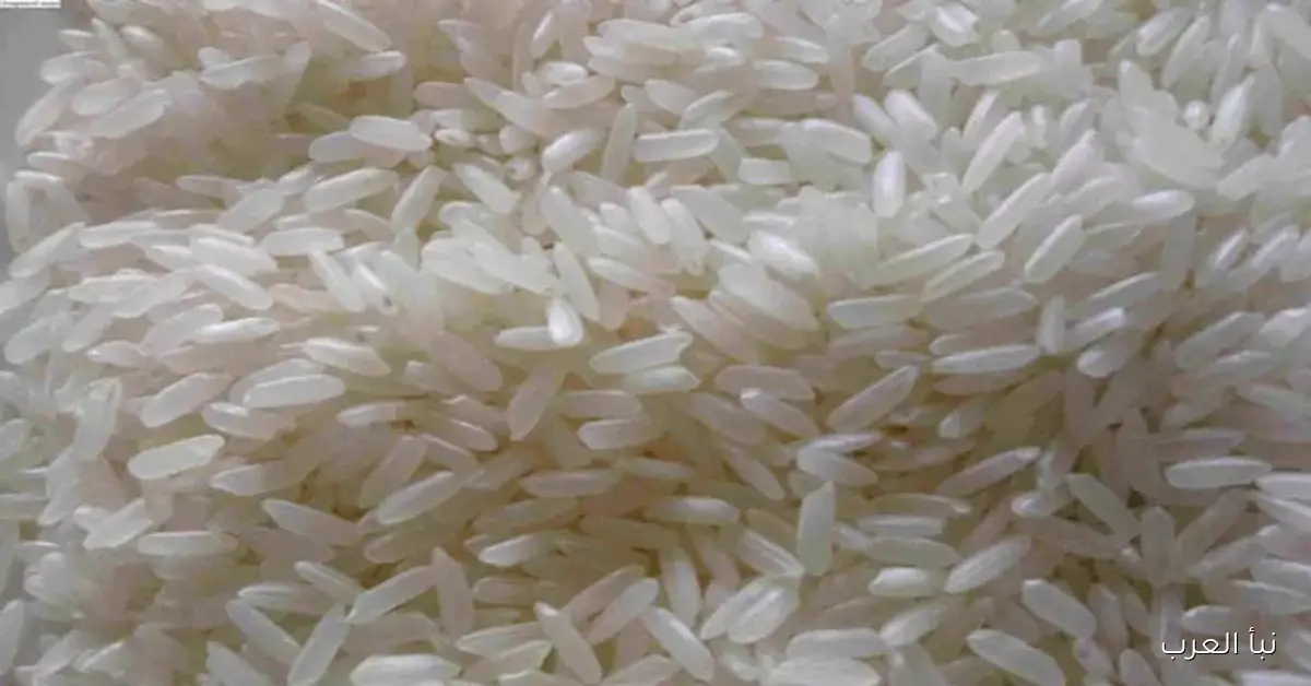 زيادة إنتاج الأرز المحلي يسهم في تقليص واردات مصر بنسبة 25% خلال العام المالي الحالي